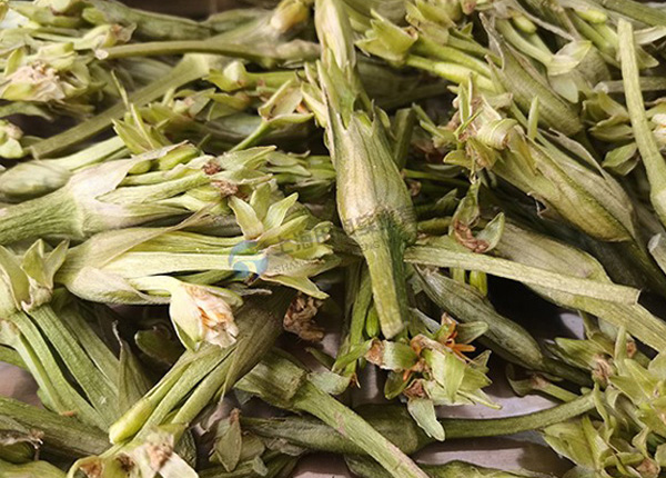水芙蓉凍干：藥食同源凍干機應(yīng)用水芙蓉凍干加工