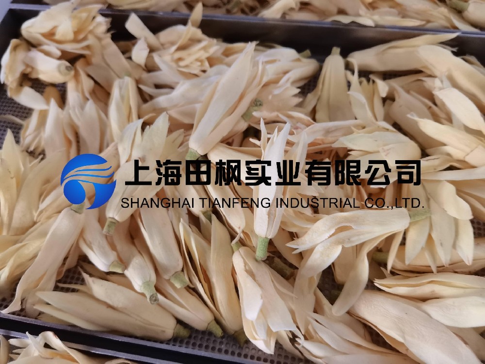 白玉蘭凍干，鮮花凍干機應(yīng)用于白玉蘭真空冷凍干燥